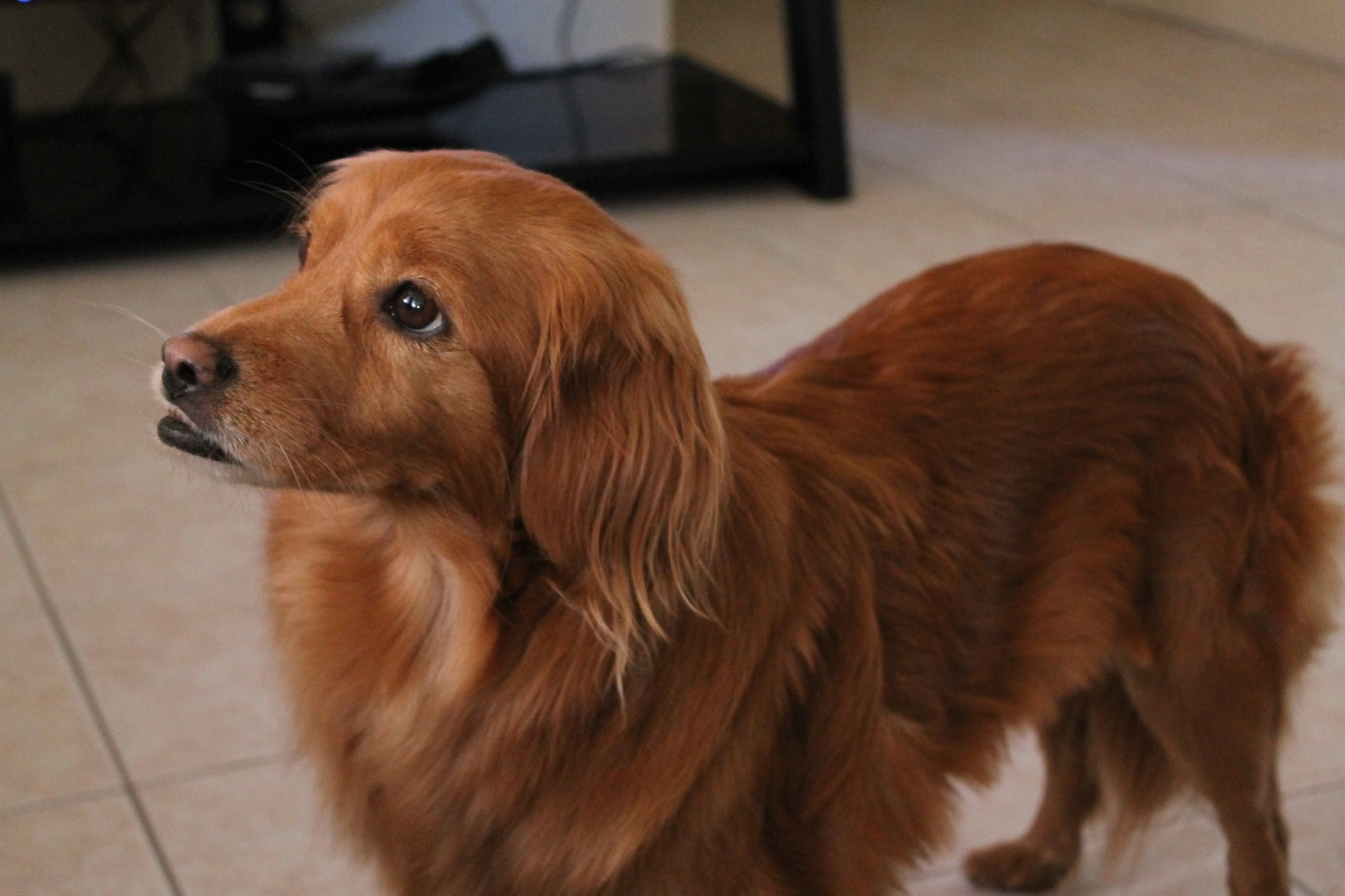 Cindy is Marcia's 1st fur baby and best guard dog!