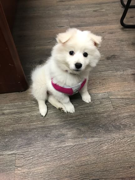 Meet Tulip the office dog!