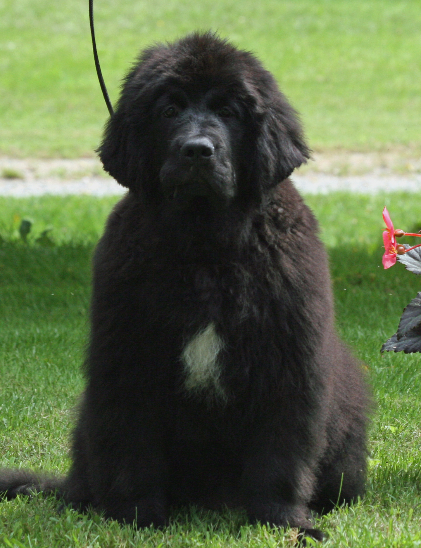 Photo of Raven