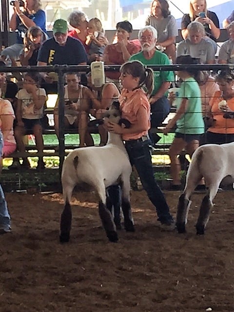 A girl clutches a wee lamb at a rodeo