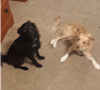 Photo of Benny and Scarlett Chascsa