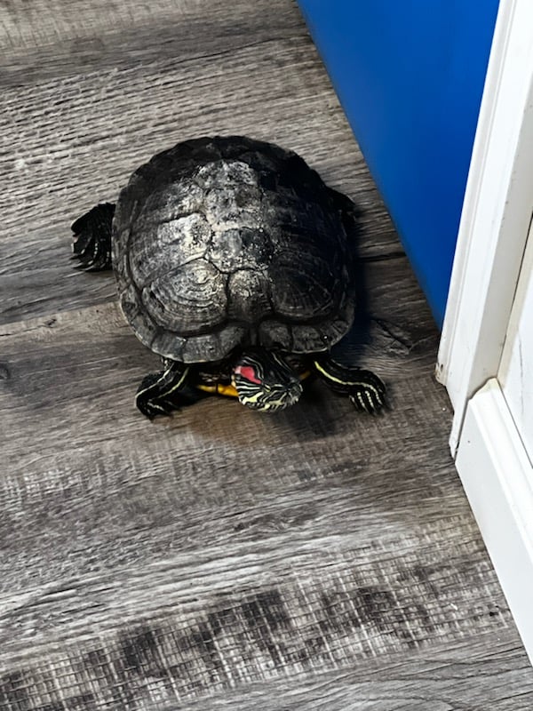 Karen walking the office