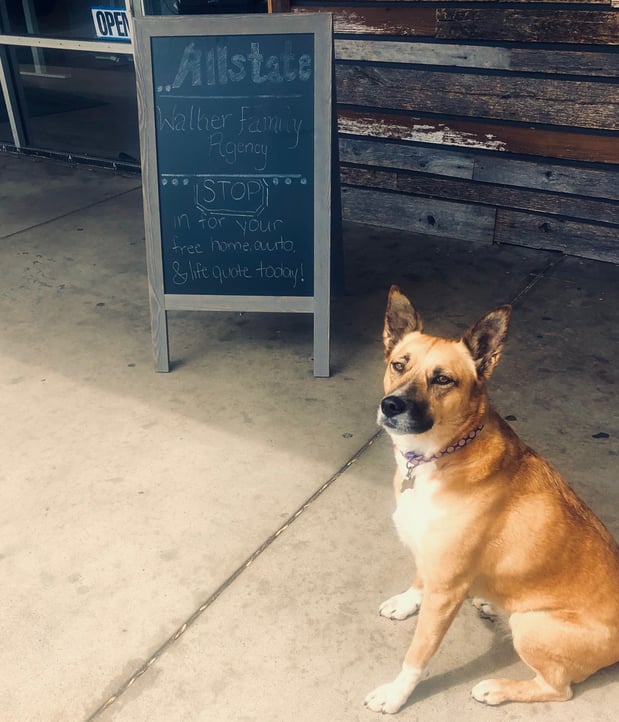 Bring your pup to work Mondays!