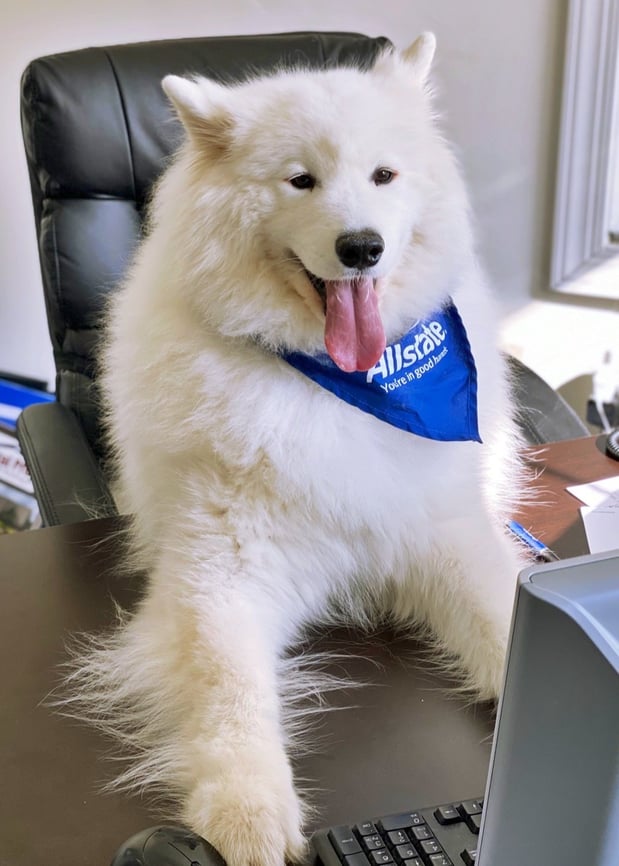 Niko - Agency Mascot