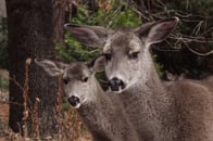 Sorry, your flower beds will not be covered if devoured by these gals.