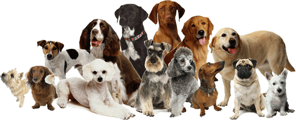 NO BREED - restrictions on your Home or Renters Insurance