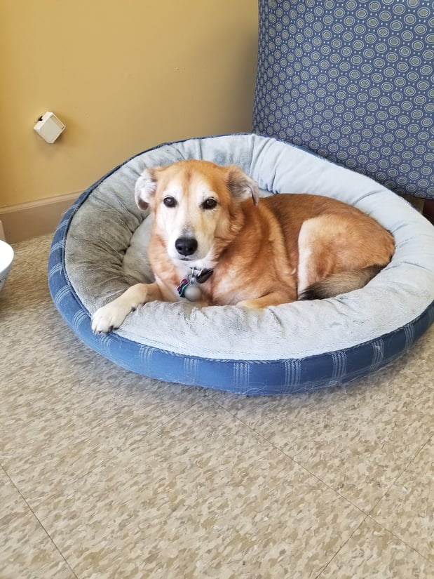 Ellie the office assistant