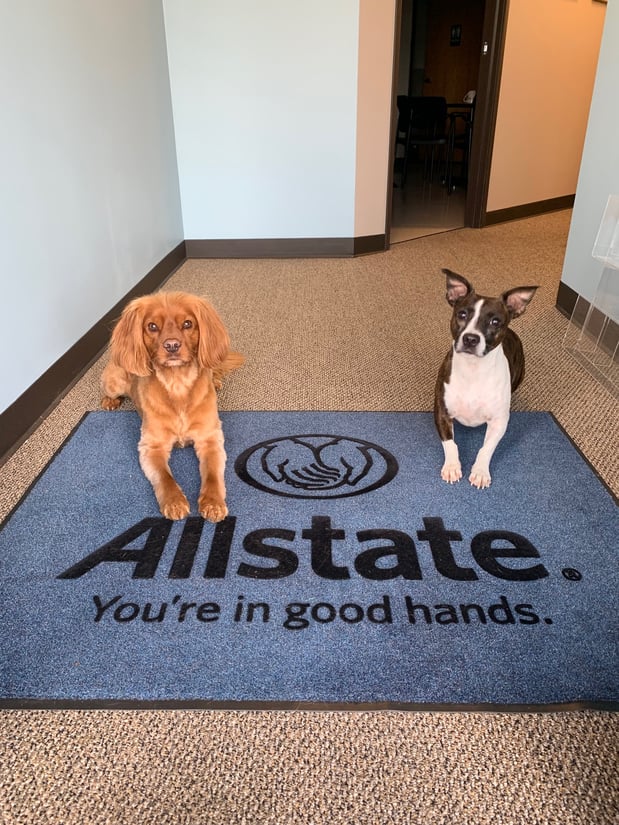 Meet our office welcoming committee! Tanner (left) and Raymond (right) both love a good back scratch and treat.