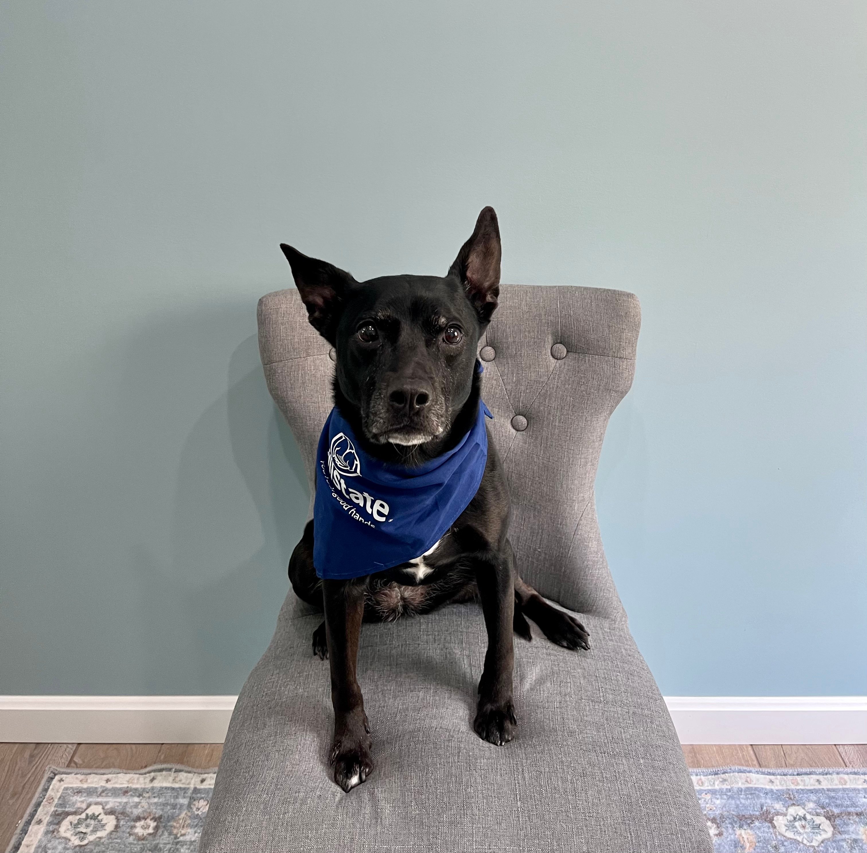 Our Walling Agency Mascot - Lucy