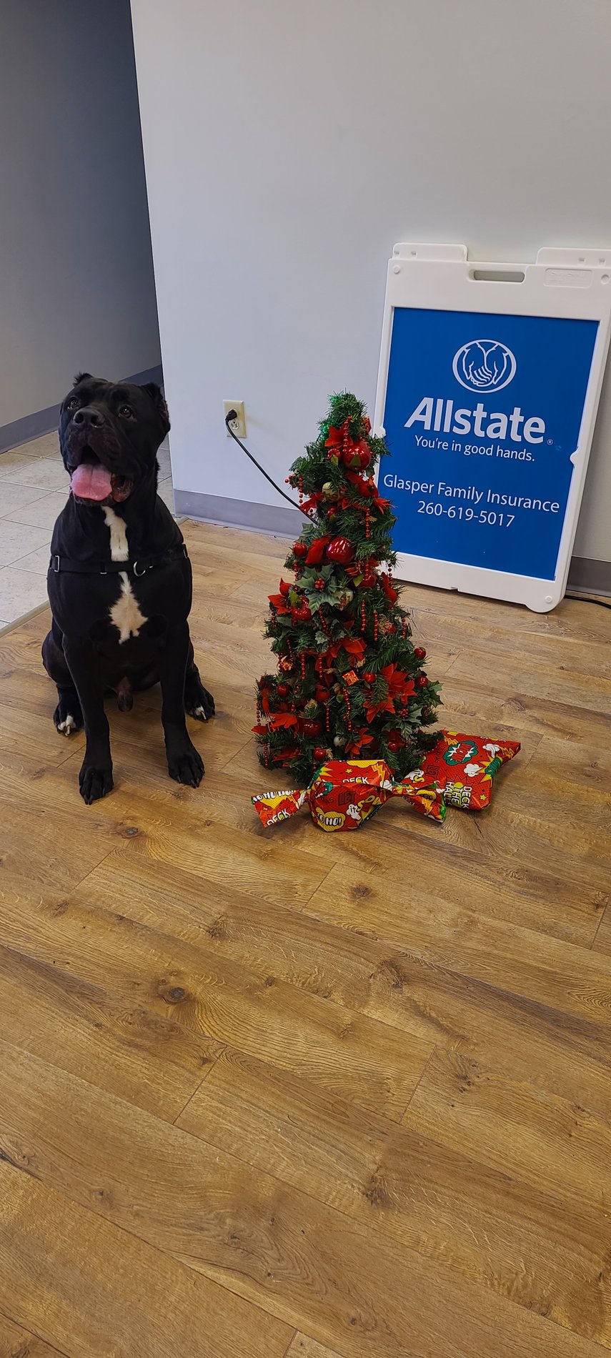 Our new Mascot, Ramsey, guarding our Christmas Tree.