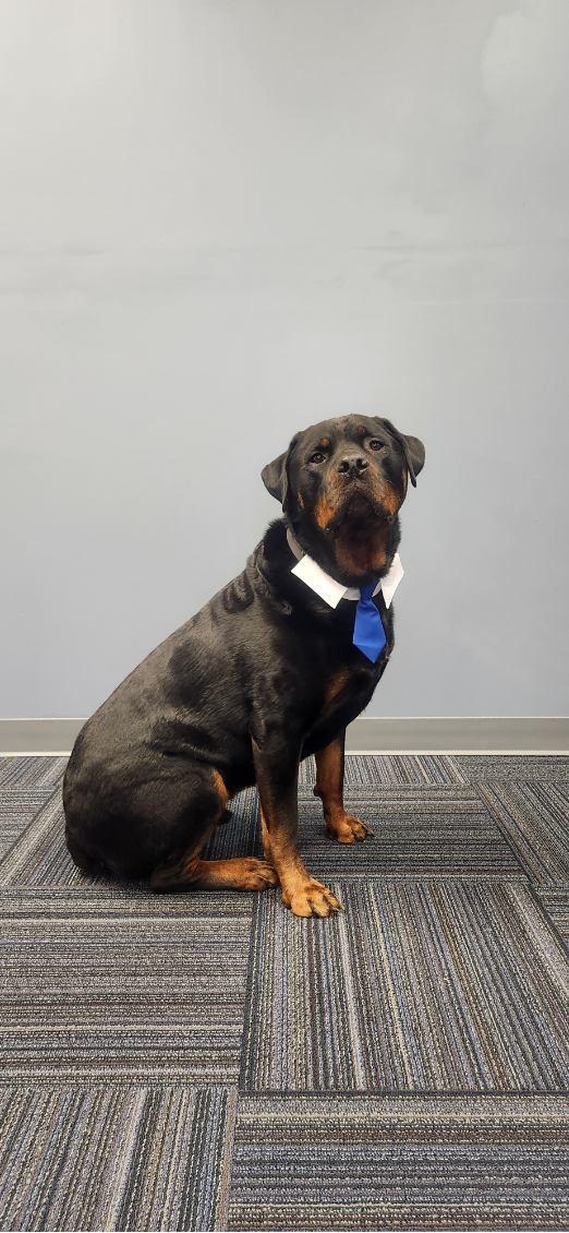 Photo of Thor
