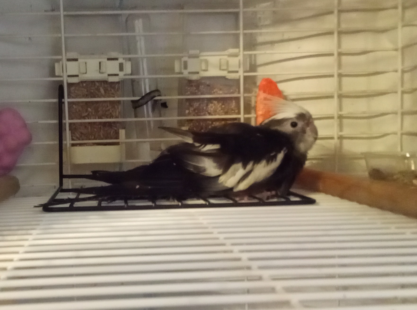 Linda Assenza's bird Spex. Spex is getting up there in years but still a great companion.