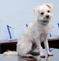 Photo of Miss Courage - Office Mascot