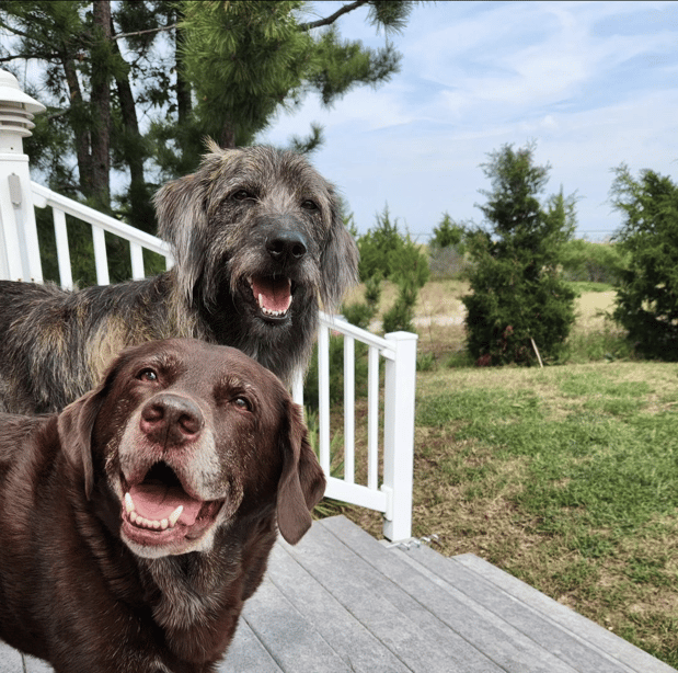 Dave Hove's 2 dogs, Norman and Woodrow