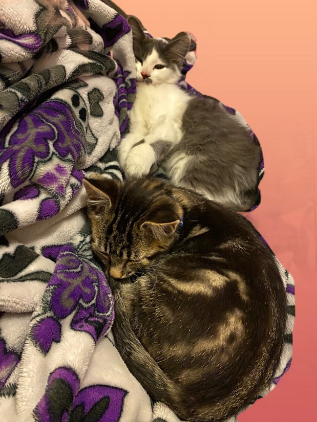 Alondra's Fur Babies