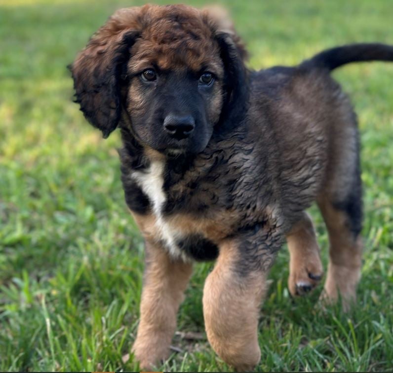 Fluffy the agency puppy! He is always creating mayhem and wonders if you are in good hands?