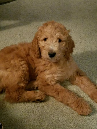 Photo of agent