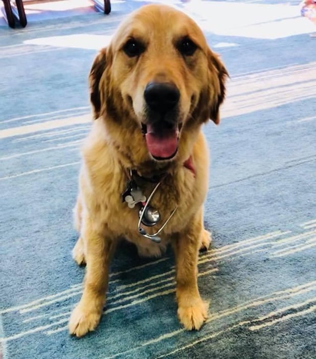 The Marcus Agency - Helping Pets in Vestavia Feel Their Best
