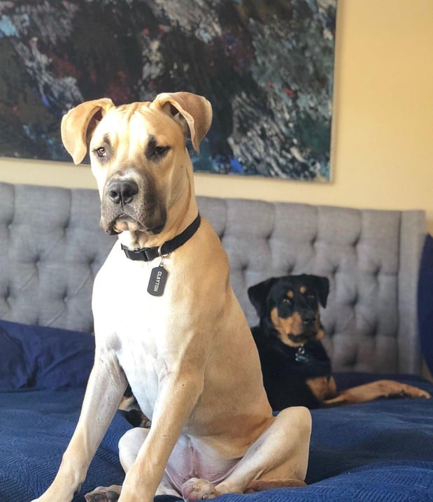 Pet Insurance Agents
Clayton and Sasha