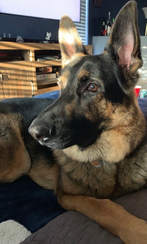Rogue is a handsome Shepard!