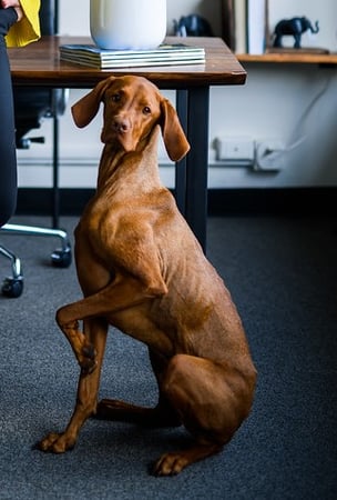 Photo of agent