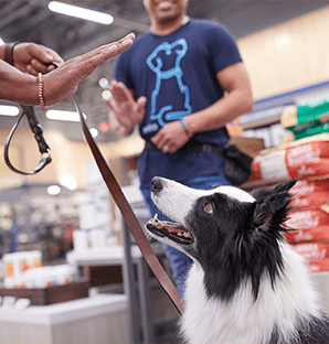 Petco El Monte Dog Training