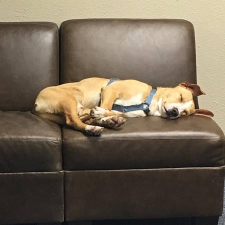 Jack, my favorite office helper