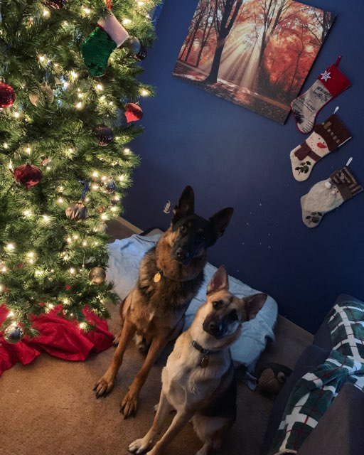 Marcia's Fur Babies