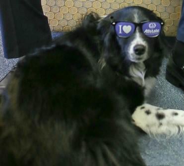 Layla the insurance dog