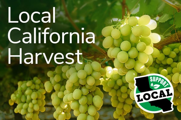 local California harvest green graps