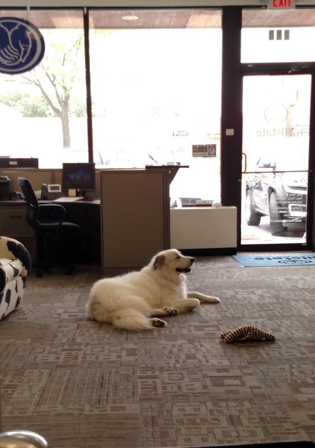 Come meet Sasha our office mascot!