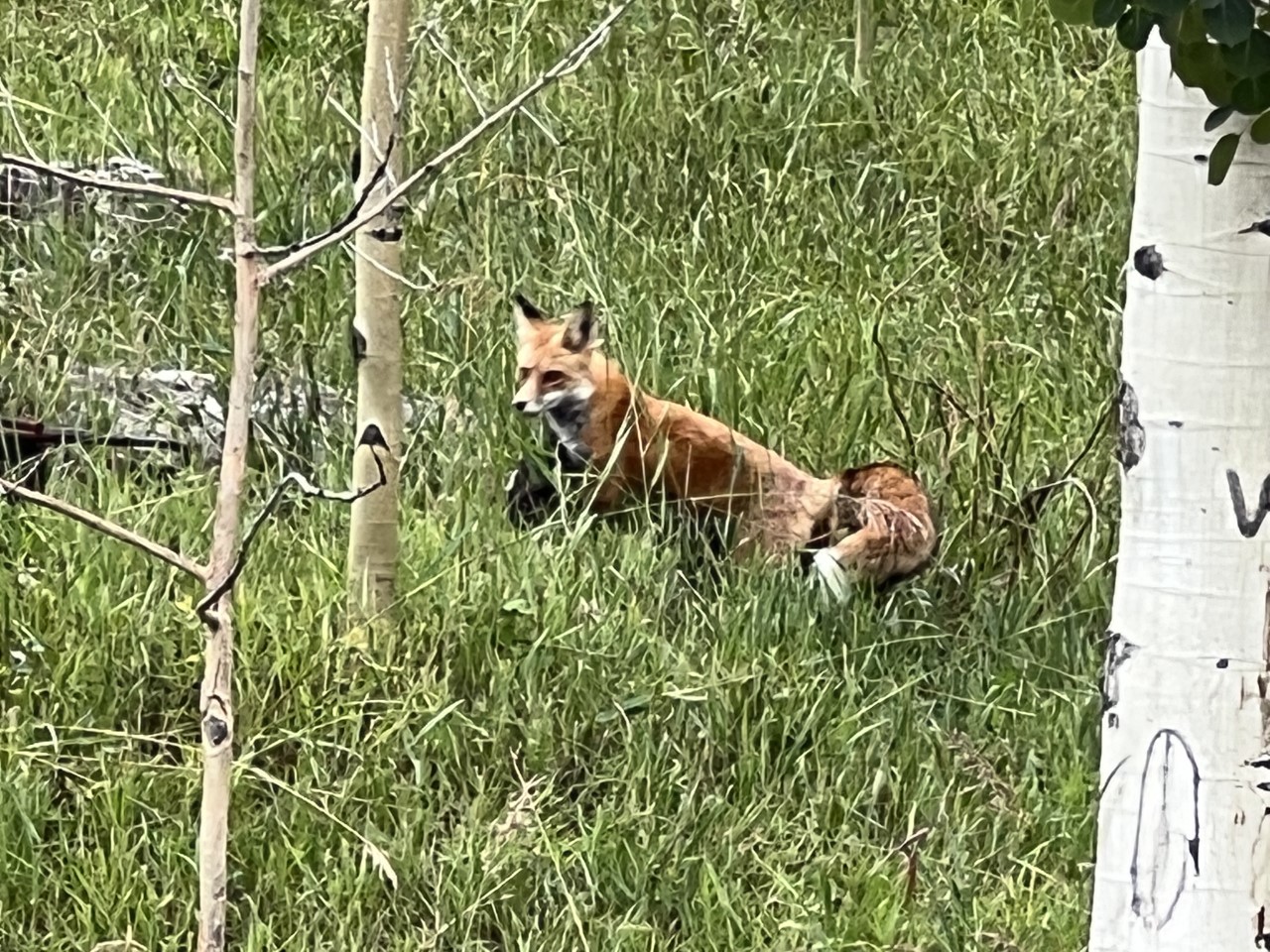 Fox chasing prey near Silver Jack Reservoir