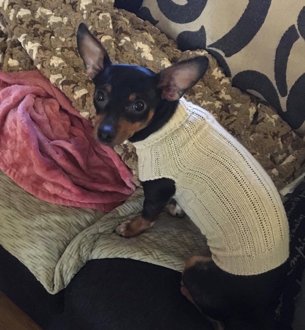 This is rover. He thinks he’s a big Doberman pinscher.