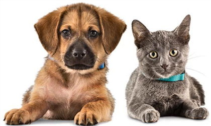 Pet Insurance Now Available!