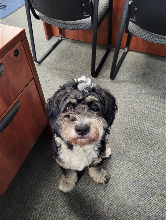 Office Mascot Charlie!