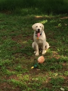 Sir Maximus "Max" he is my hunting partner