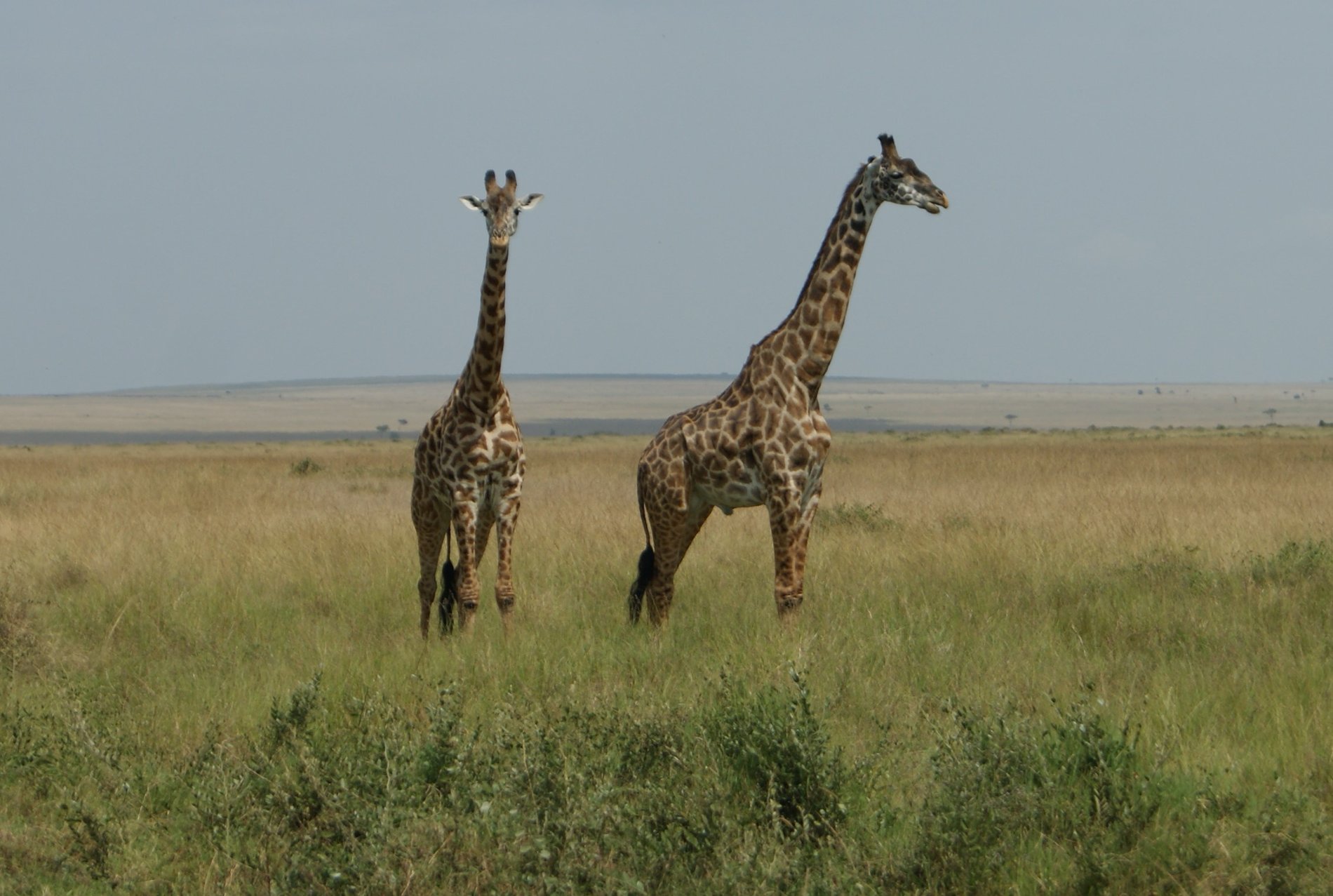 Promotional image