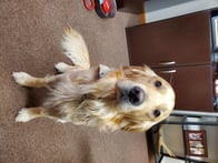 Photo of Brew
