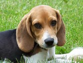 Protect your beloved pets