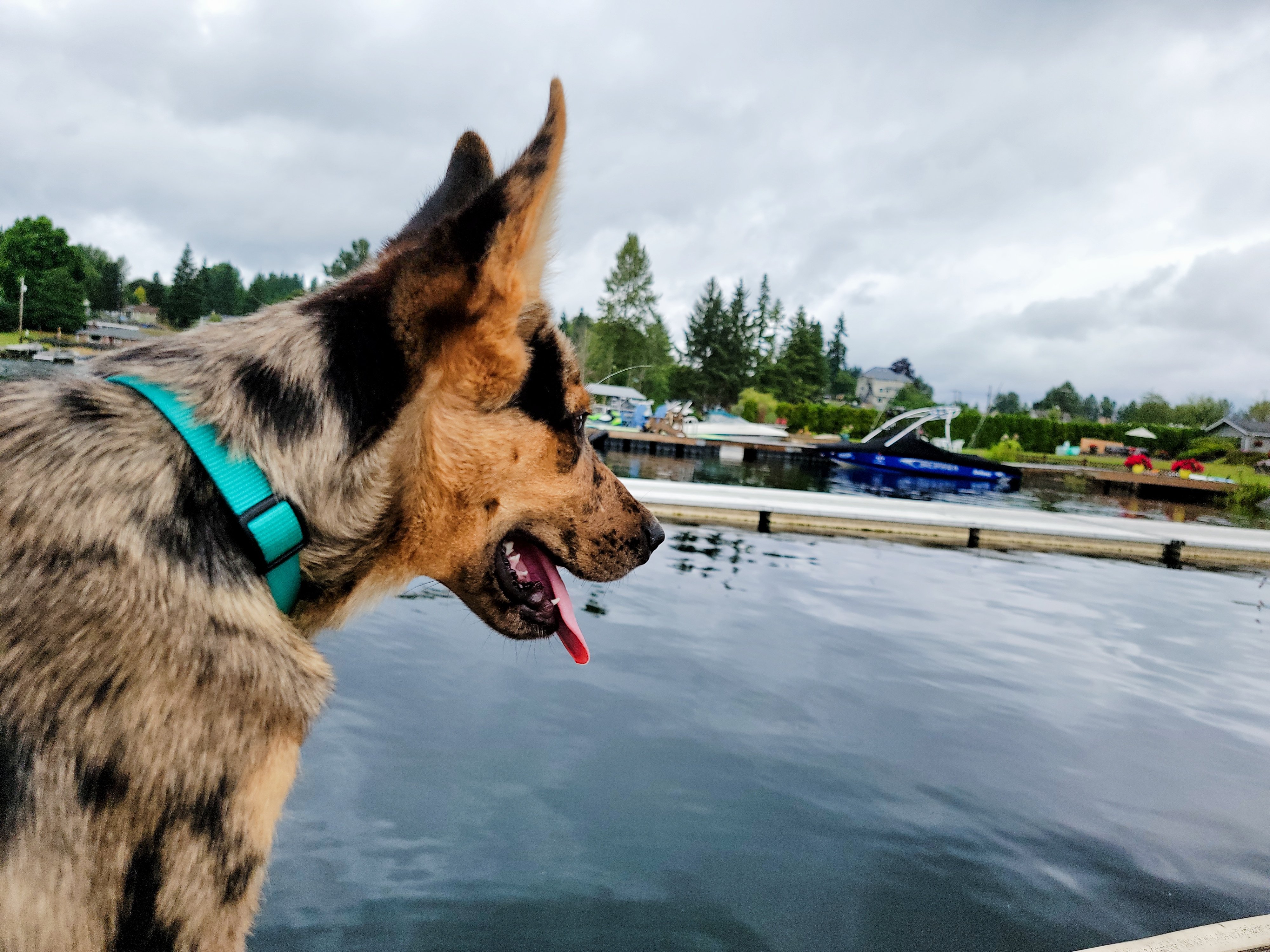 Remi checks out Lake Stevens!