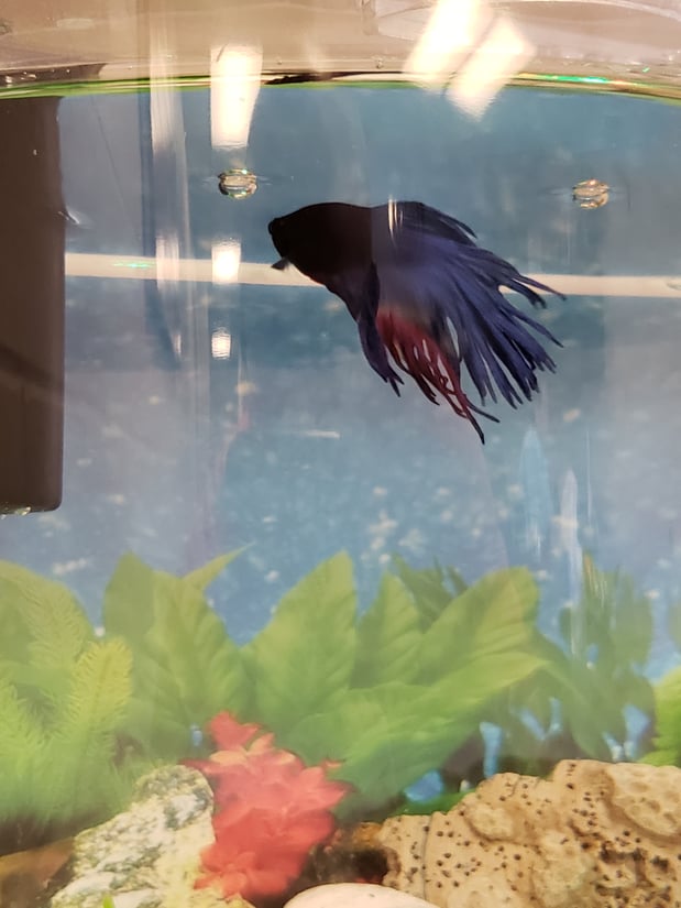 Our office mascot, Mayhem the 1st...we're pretty proud that he has survived over a year with us already!!!