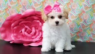 Photo of Josephine