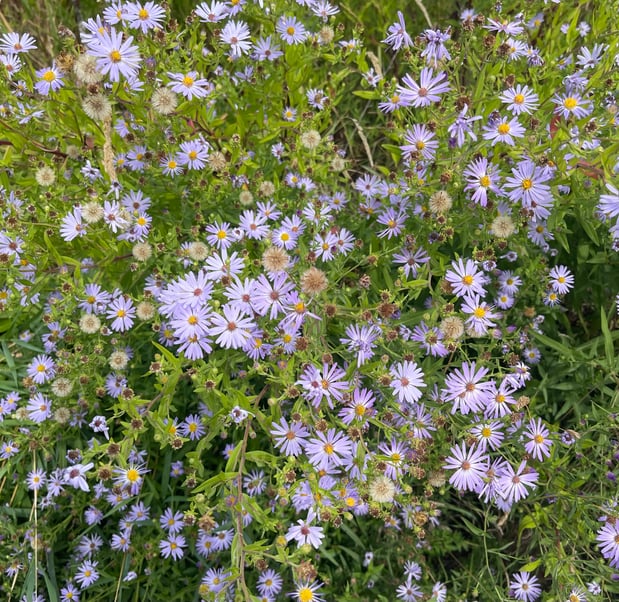 The best insurance is coming up daisies.