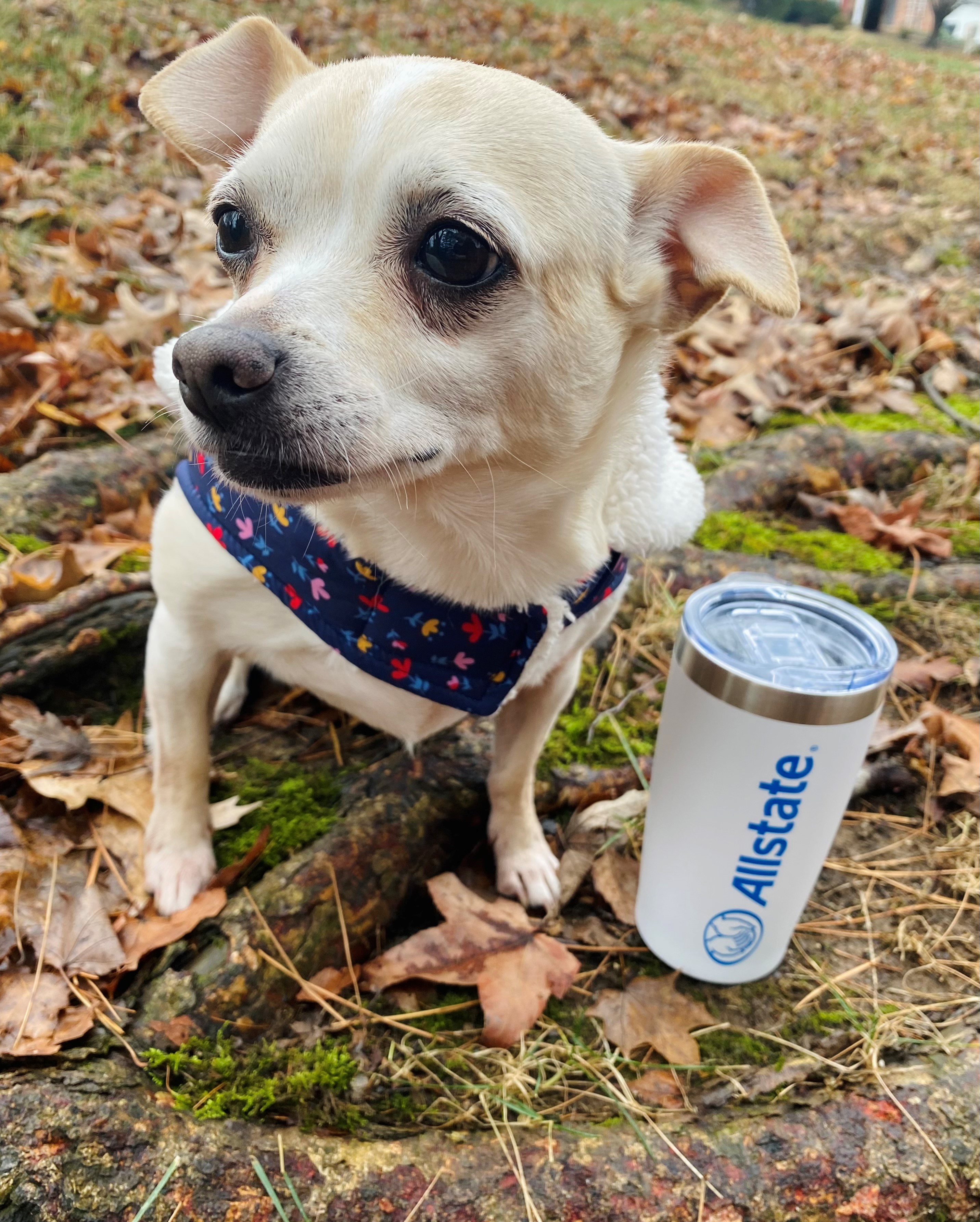 Norma Jean- Agency Mascot!