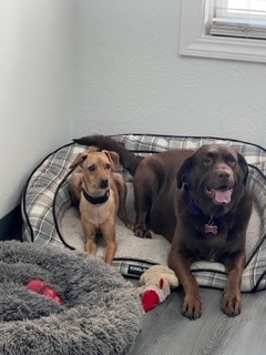 Mushu and Daisy - Office mascots