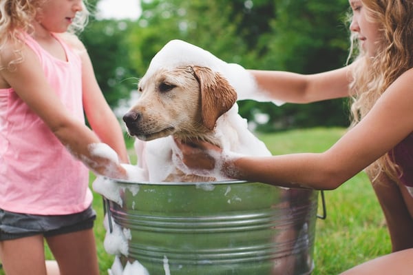 Daniel Pickering - Pet Insurance