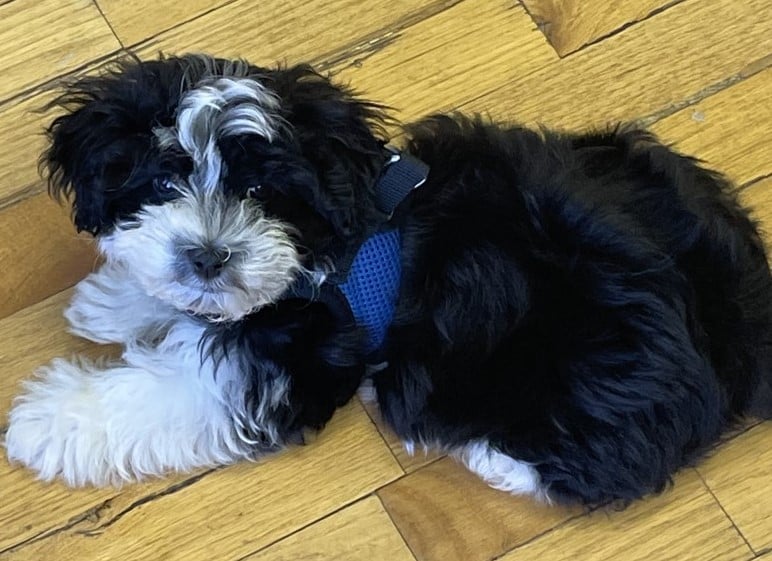 This is Porter he was born June 7, 2021 and will be taking over for Spike!