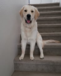 Photo of Moose