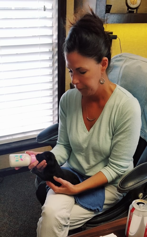 Feeding time @ Allstate! Foster mama Susan is doing what she does best, caring for foster babies.