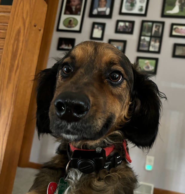 Fluffy "Mayhem" Meatloaf the agency puppy!